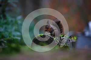 Red squirrel in a forest