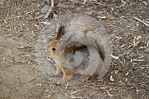 Red squirrel in the forest