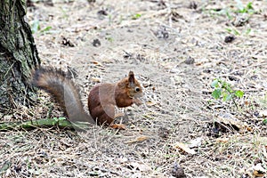 Red squirrel . forest