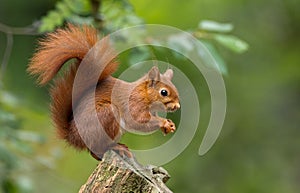 Red Squirrel