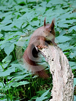 Red squirrel in the forrest photo