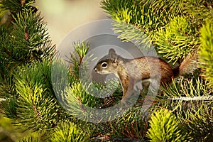 Red squirrel on fresh green pine tree ready to jump