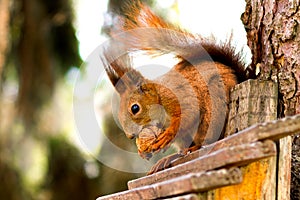 Red squirrel in front on a tree with a nut in paws