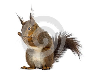 Red squirrel in front of a white background
