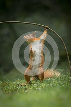 Red Squirrel in funny pose.