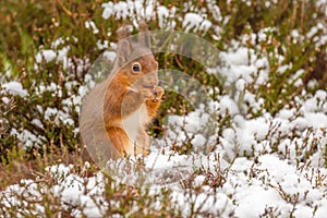 Red squirrel gathering food