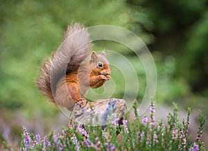 Red squirrel gathering food