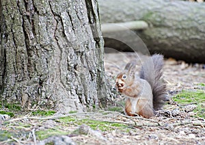 Red Squirrel Gathering