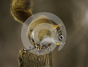 Red Squirrel Gets Ready To Jump