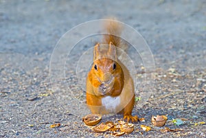 Red squirrel gnaw nut on ground