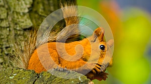 Red squirrel gnaw nut on a tree