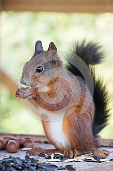 Red Squirrel gnawing nuts