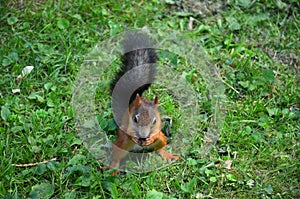 Red squirrel gnaws chestnut sitting on the grass in the park