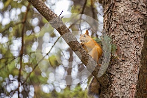 Red squirrel gnaws a nut.