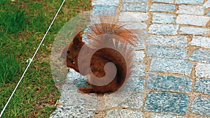 Red Squirrel Gnaws a Nut