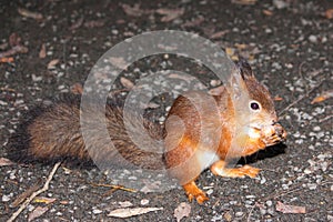 Red squirrel gnaws nut in a forest