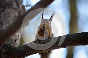 Red squirrel gnaws nuts on branch