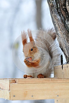 Red squirrel gnaws nuts
