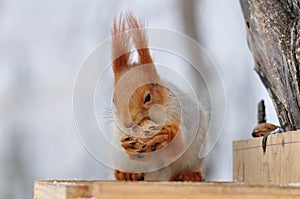 Red squirrel gnaws nuts