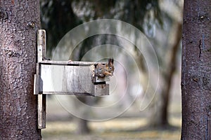 The red squirrel gnaws nuts in a feeding trough