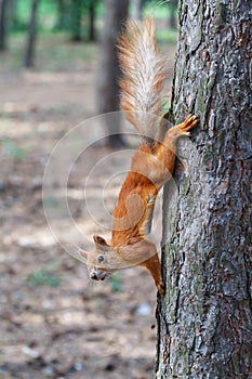 Red squirrel gnaws nuts in the park