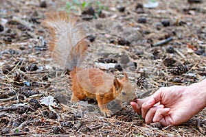 Red squirrel gnaws nuts in the park