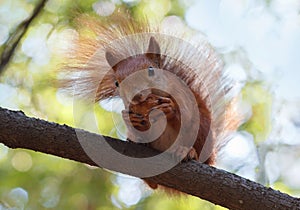 Red squirrel gnaws a walnut sitting on a cooking timber photo