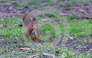 Red squirrel on green meadow