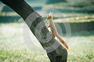 Red squirrel in green park