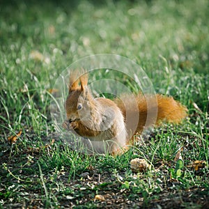 Red squirrel in green park