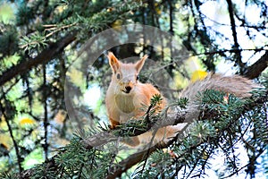 Red squirrel with grey tail on birch trunk