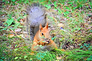 Red squirrel with grey tail eats nut