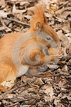The red squirrel on the ground eats a walnut