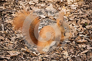 The red squirrel on the ground eats a walnut
