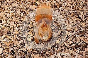 The red squirrel on the ground eats a walnut