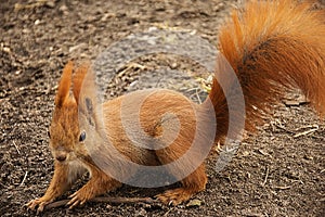 Red squirrel on the ground looking at the camera