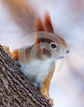 Red squirrel headshot portrait closeup.