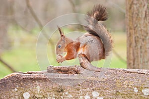 Red squirrel holds a nut in paws and sniffs it