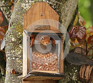 Red Squirrel inside peanut feeder