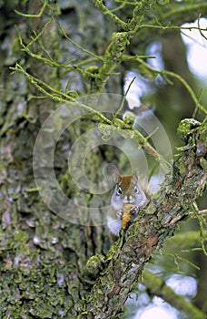 Red Squirrel with Jack Pine Cone  42880