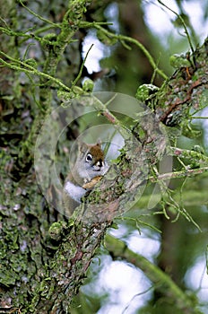 Red Squirrel with Jack Pine Cone  42886