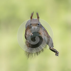 Red Squirrel Jumping. Cute Eurasian red squirrel Sciurus vulgaris jumps out of a tree in the forest of the Netherlands.