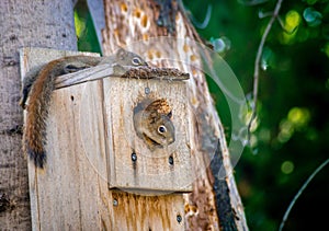 Red squirrel juvenile siblings restings in nesting box/ photo