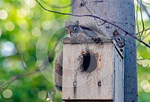 Red squirrel juvenile siblings restings in nesting box/ photo