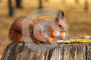 Red squirrel keeping a nut