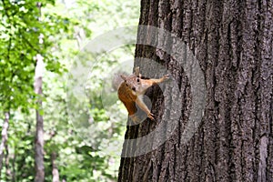 Red squirrel keeps the claws of a tree trunk