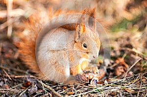 Red squirrel keeps paws bump
