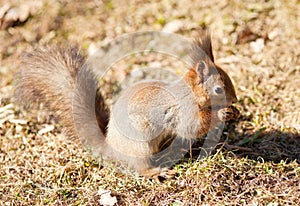 Red squirrel keeps paws nut