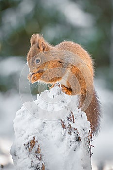 Red squirrel kitten perched on fallen tree