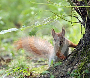 Red squirrel largely